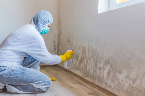 Mold inspector in Hudsonville performing thermal imaging
