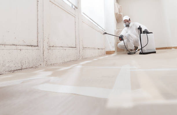 Black mold remediation team in Hudsonville