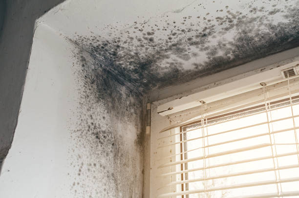 Mold Remediation service in Hudsonville, Hudsonville, MI